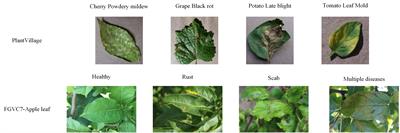 MS-Net: a novel lightweight and precise model for plant disease identification